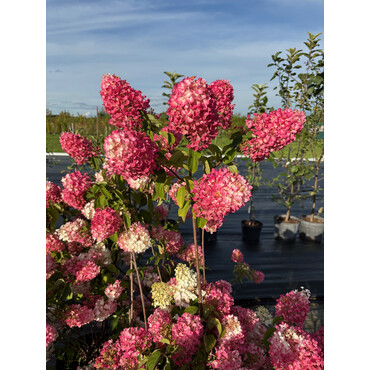 Гортензия метельчатая 