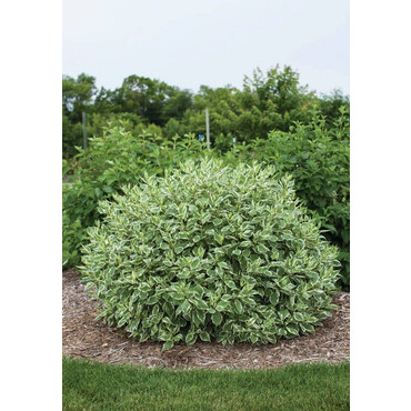 Дерен Элегантиссима, С15