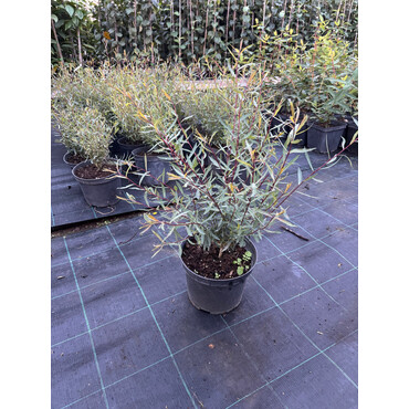 Ива Пурпурная Нана, С3