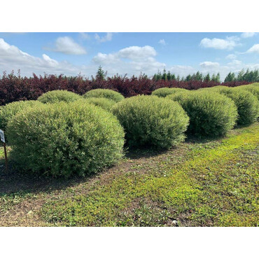 Ива Пурпурная Нана, С5