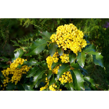 Магония падуболистная, С5