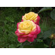 Роза чайно-гибридная Восточный экспр, С7