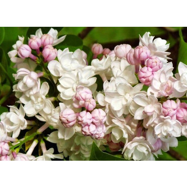 Сирень Красавица Москвы, С5