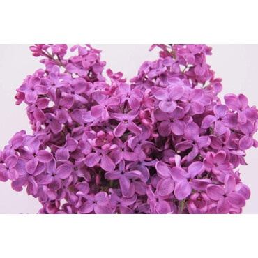 Сирень Красная Москва, С5