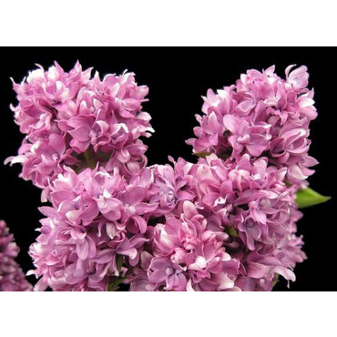 Сирень Огни Донбасса, С7