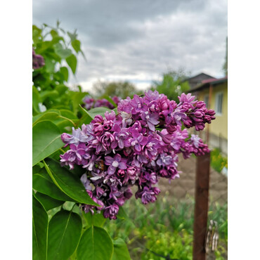 Сирень Надежда, С10