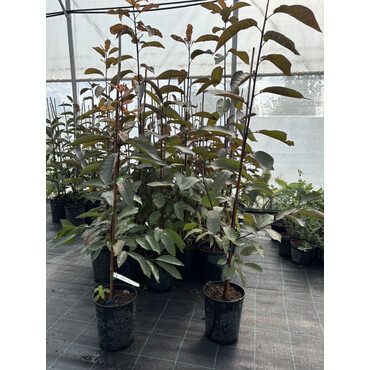 Черемуха Звезда мая, С4