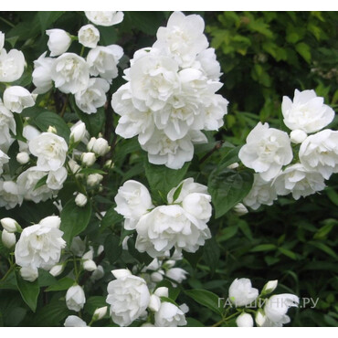 Чубушник махровый Зоя Космодемьянская, С5