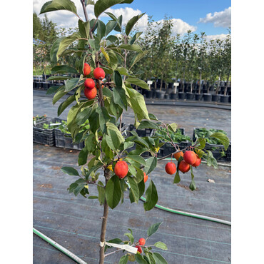 Яблоня Джон доуни 2 года, С7