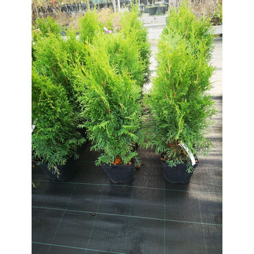 Туя западная Смарагд, C3, h=40-60