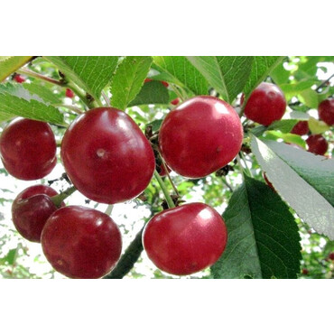 Вишня Шпанка Брянская 2 года, С7