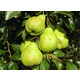 Груша летняя Августовская роса 4-5 лет, С15