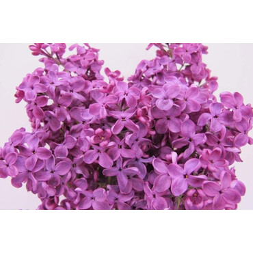 Сирень Красная Москва, С7