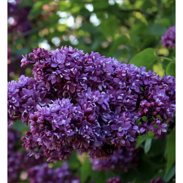 Сирень Огни Донбасса, С15