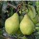 Груша осенняя Просто Мария 4 года, С10