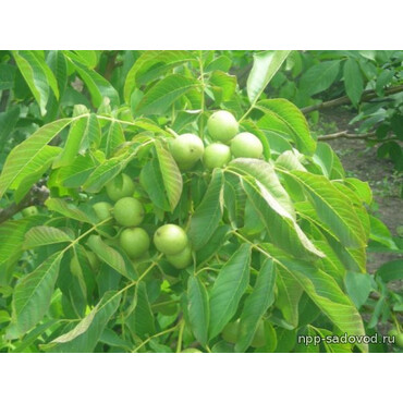 Орех грецкий 3 года, C7, (h-50-70)