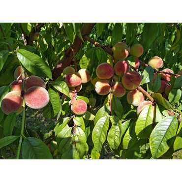 Персик Гадкий утенок 2 года, С10