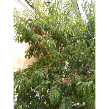 Персик Розовый 2 года, С10