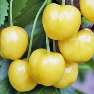 Черешня Брянская желтая 2 года, С7